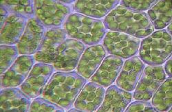 Plant cells separated by transparent cell walls.
